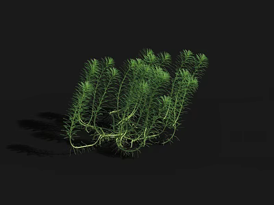 Green Herbaceous Plant With Slender Stems Needle Like Leaves Clustered On Black Background 3d model