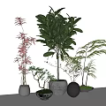 Various Potted Bonsai Plants With Different Plant Types And Material Pots On White Table