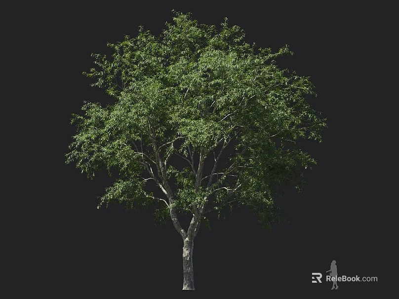 Tall Arbor With Lush Green Leaves Dense Canopy And Sturdy Brown Trunk 3d model 