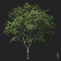 Tall Arbor With Lush Green Leaves Dense Canopy And Sturdy Brown Trunk