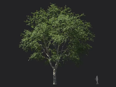 Tall Arbor With Lush Green Leaves Dense Canopy And Sturdy Brown Trunk 3d model