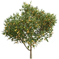 Lush Fruit Bearing Arbor With Abundant Yellow Fruits And Green Foliage