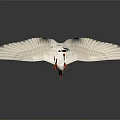 White Crane With Spread Wings Standing On Black Surface Gray Gradient Background 3d model