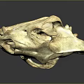 Animal Skull Skeletal Organ With Detailed Bone Structure And Natural Texture