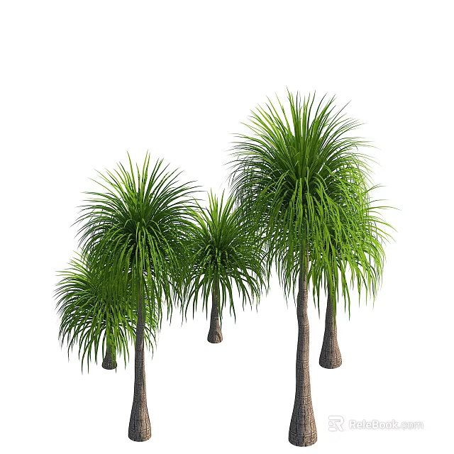 Tall Green Tropical Trees With Lush Foliage And Straight Trunks In Garden 3d model 