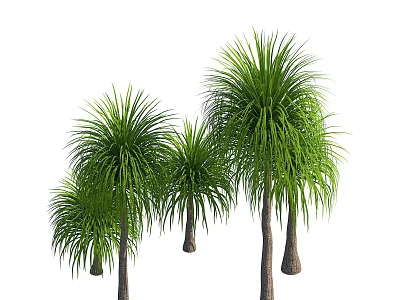Tall Green Tropical Trees With Lush Foliage And Straight Trunks In Garden 3d model