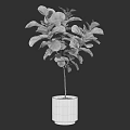 Bonsai Plant With Lush Green Leaves In White Ceramic Pot For Indoor Decor