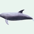 Majestic Aquatic Dolphin Naturally Leaping High In Sparkling Blue Ocean Water