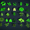 Green Plants With Various Shapes Sizes Leaves Arranged On Dark Background