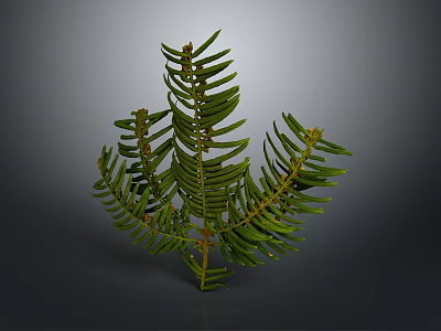 Lush Green Needle Leaf Plant With Slender Branches And Vibrant Foliage 3d model