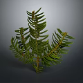 Lush Green Needle Leaf Plant With Slender Branches And Vibrant Foliage