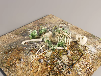 Archaeological Site Display With Skeleton Dirt Small Stones And Green Plants 3d model