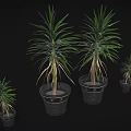 Dragon Tree Plants in Various Sizes Planted in Black Plastic Pots for Home Decoration