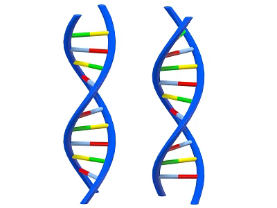 DNA Double Helix Decorative Ornament Set With Blue Structure And Colorful Segments 3d model