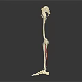 Human Lower Limb Skeleton Anatomical Structure With Red Marked Muscles 3d model