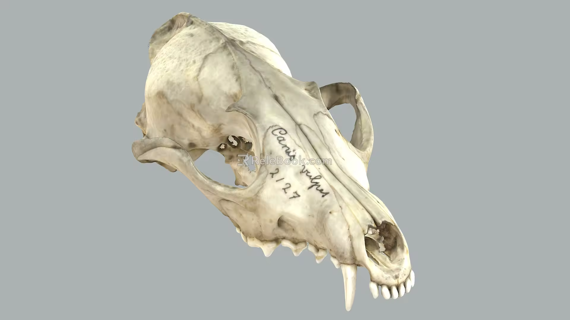 animal bone fox bone skull bone animal fossil 3d model