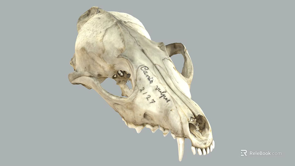 Reptile Skull Specimen Of Crotalus Viridis From 1947 With Anatomical Features 3d model 