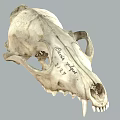 animal bone fox bone skull bone animal fossil 3d model