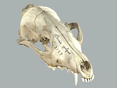 Reptile Skull Specimen Of Crotalus Viridis From 1947 With Anatomical Features 3d model