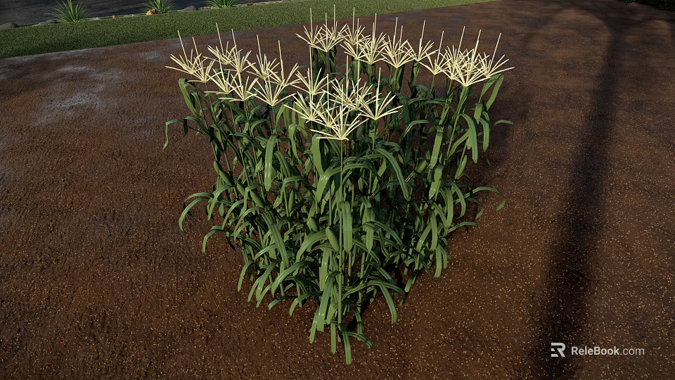 Corn Plant With Green Leaves And Yellow Tassels Growing In Outdoor Garden 3d model 