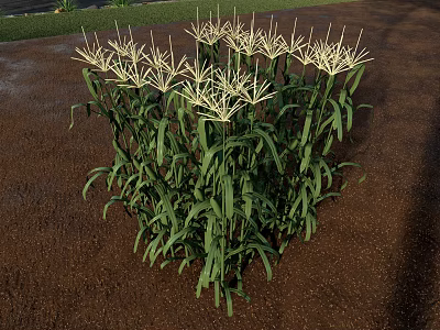 Corn Plant With Green Leaves And Yellow Tassels Growing In Outdoor Garden 3d model
