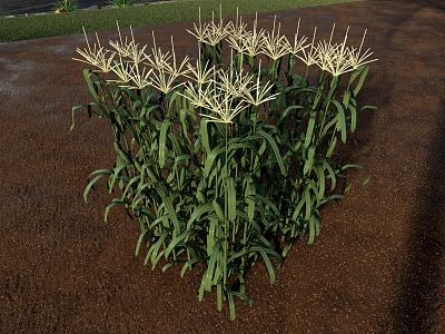 Modern Corn Stalks model