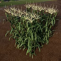Corn Plant With Green Leaves And Yellow Tassels Growing In Outdoor Garden