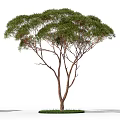 Different Arbor Tree Varieties With Lush Green Foliage And Natural Branch Structures 3d model