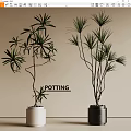 Bonsai Plants With Slender Branches Green Foliage In Decorative Pots For Indoor Decor