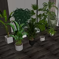Indoor Potted Plants with Various Green Foliage and Different Sized Pots Collection
