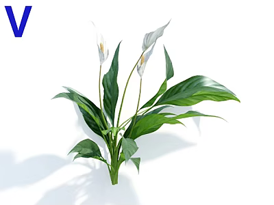 Beautiful Peace Lily Plant With White Blooms And Green Leaves For Indoor Decor 3d model