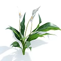 Beautiful Peace Lily Plant With White Blooms And Green Leaves For Indoor Decor