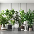 Indoor Bonsai Plants In Bright Room With Various Green Leaves And Decorative Planters