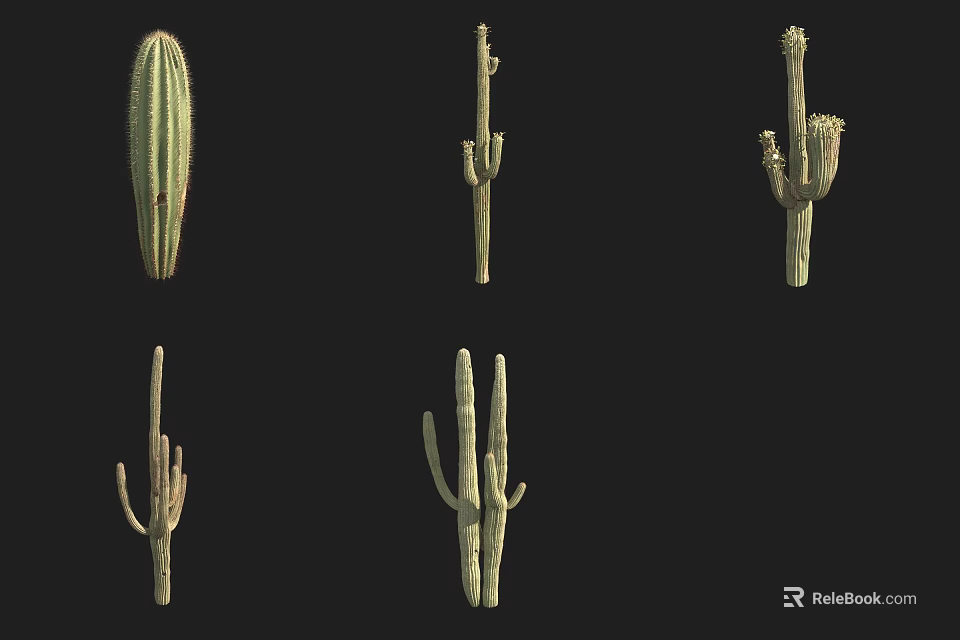 Succulent Cacti Plants With Various Shapes And Sizes On Black Background 3d model