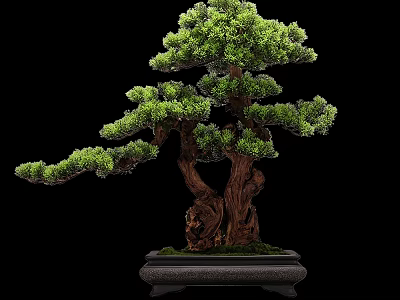 Artistic Bonsai Tree Featuring Lush Green Foliage Twisted Trunk In Decorative Pot Against Black Background 3d model
