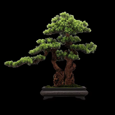 Artistic Bonsai Tree Featuring Lush Green Foliage Twisted Trunk In Decorative Pot Against Black Background 3d model