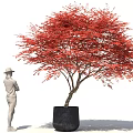 Bonsai Plant With Red Leaves In Black Pot And Person Standing Beside