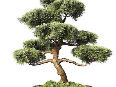 Artistic Bonsai Tree With Curved Branches Lush Green Foliage And Mossy Base 3d model