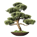 Artistic Bonsai Tree With Curved Branches Lush Green Foliage And Mossy Base
