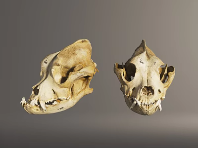 Two Animal Skulls Displayed Side By Side With Detailed Bone Structure 3d model