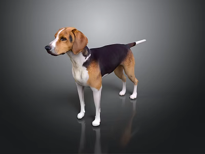 Brown White and Black Dog Standing Gracefully on Dark Reflective Floor Surface 3d model