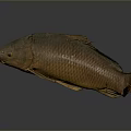 Whole Brown Fish With Shiny Scales On Dark Reflective Surface Displayed 3d model