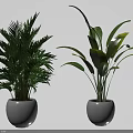 Potted Tropical Plants With Green Leaves And Large Foliage In White Ceramic Pots
