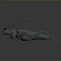 3D Rendered Beetle With Long Antennae Multiple Legs And Gray Tone On Dark Background