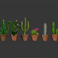 Cactus Plants Of Various Shapes In Brown Pots With Red Flowers