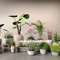 Various Bonsai and Potted Plants with Different Planters and Colorful Foliage