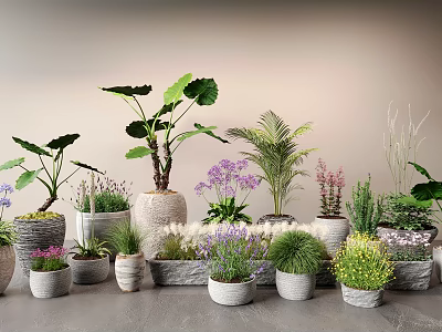 Various Bonsai and Potted Plants with Different Planters and Colorful Foliage 3d model