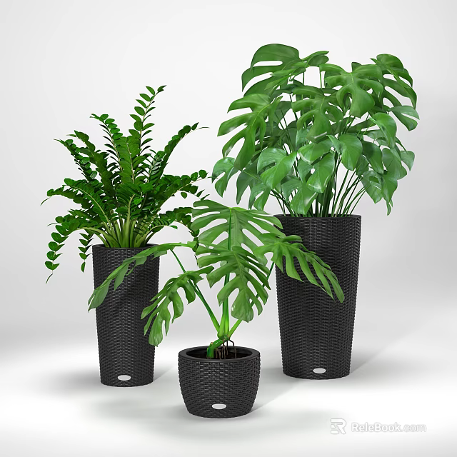 Lush Monstera And Fern Potted Plants In Black Woven Planters For Home Decor 3d model 