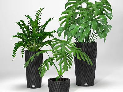 Lush Monstera And Fern Potted Plants In Black Woven Planters For Home Decor 3d model