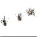 Three Clumps of Dry Grass on White Background with Natural Texture
